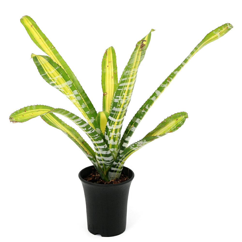 （観葉植物）一点物 エクメア チャンティニー ’サムライ’ 3号（1株）タンクブロメリア