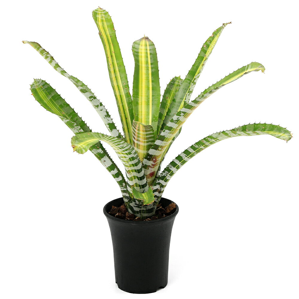 （観葉植物）一点物 エクメア チャンティニー ’サムライ’ 3号（1株）タンクブロメリア