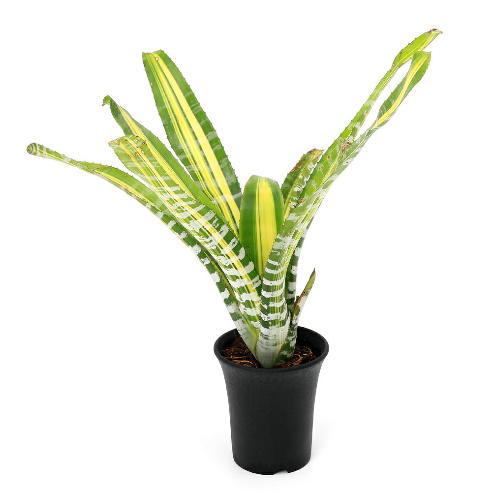 （観葉植物）一点物 エクメア チャンティニー ’サムライ’ 3号（1株）タンクブロメリア