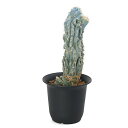 (多肉植物)一点物 サボテン ピロソケレウス アズレウス綴化 5号(1鉢)