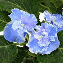 (観葉植物)アジサイ スターリットスカイ 3.5号(1鉢)