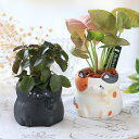 (観葉植物)おまかせミニ観葉 招き猫 鉢おまかせ(1鉢)セラミス