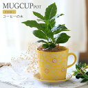 (観葉植物)コーヒーの木 マグカップポット イエロー(1鉢)ココヤシファイバー(マルチング材)付