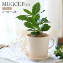 (観葉植物)コーヒーの木 マグカップポット ベージュ ココヤシファイバー(マルチング材)付 (1鉢)