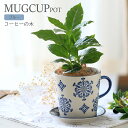 (観葉植物)コーヒーの木 マグカップポット ブルー ココヤシファイバー(マルチング材)付 (1鉢)