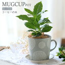 (観葉植物)コーヒーの木 マグカップポット グレー ココヤシファイバー(マルチング材)付 (1鉢)