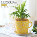(観葉植物)テーブルヤシ マグカップポット イエロー(1鉢)受皿付 インテリア 室内 プレゼント