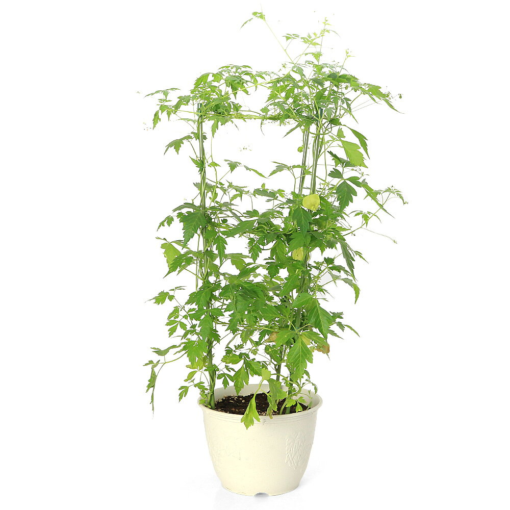ヒスイカズラ 翡翠葛 苗 観葉植物 草花 花卉園芸 グリーン 神秘