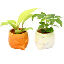 (観葉植物)おまかせミニ観葉 野菜 鉢おまかせ(1鉢)セラミス