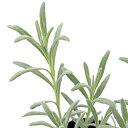 (観葉植物)ハーブ苗 ラベンダー ラバンジン インプレスパープル 3号(1ポット) 家庭菜園