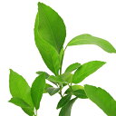 (観葉植物)果樹苗 黄昏レモン 3.5号(1ポット) 家庭菜園 果物 フルーツ