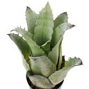 (観葉植物)一点物 ホヘンベルギア レオポルドホルスティ 3号(1株)