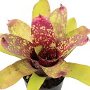 (観葉植物)ネオレゲリア アンフィニッシュド ビジネス 3号(1株)