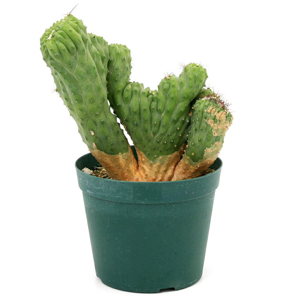 （多肉植物）一点物 サボテン ポラスキア 雷神閣 綴化 4号（1鉢）