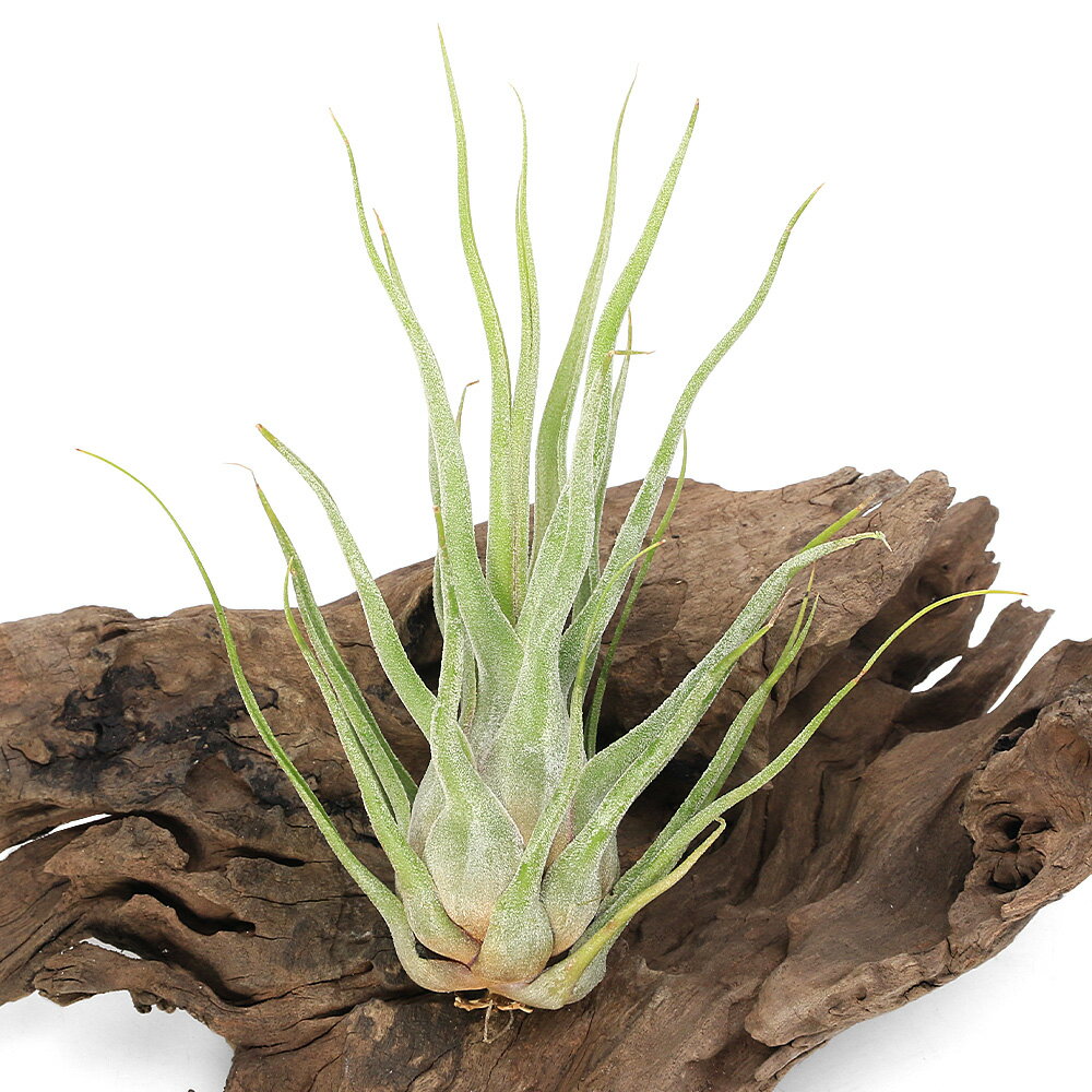 （観葉植物）エアープランツ チランジア セレリアナハイブリット（1株）