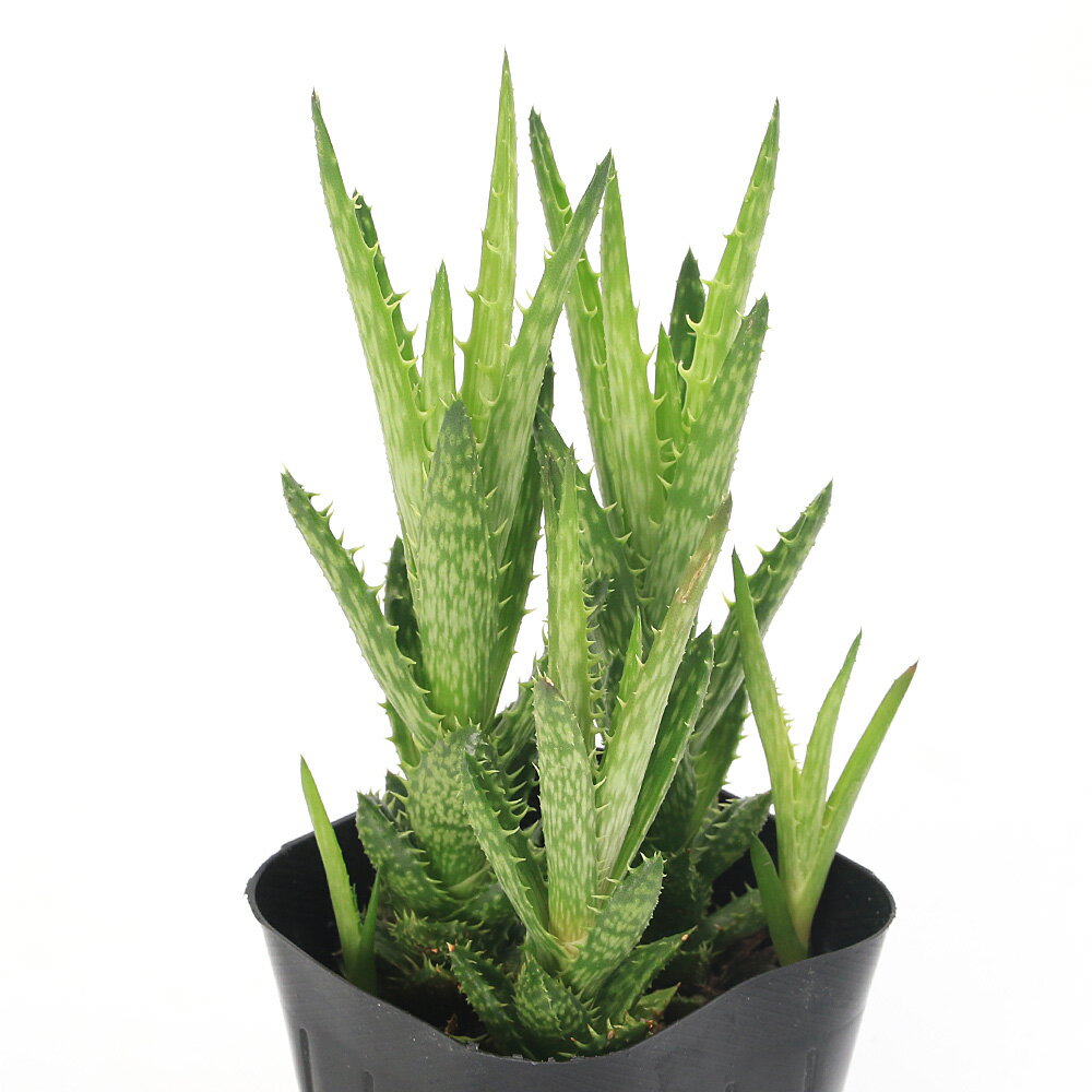 アロエ翡翠殿3号