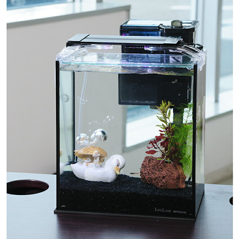 （熱帯魚）（水草）簡単アカヒレ飼育水草レイアウトセット　アカヒレ　Sサイズ付　25cm水槽　カルガモ..