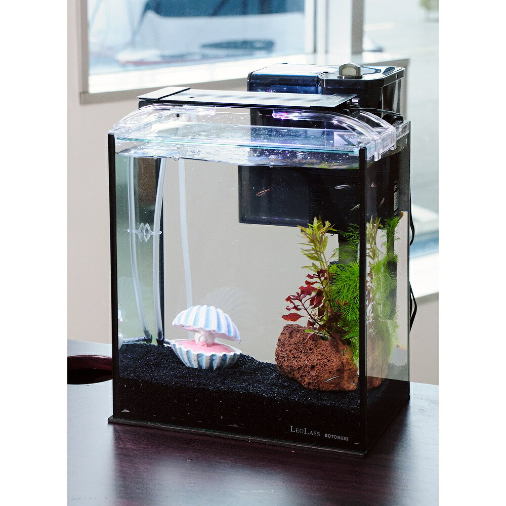 （熱帯魚）（水草）簡単アカヒレ飼育水草レイアウトセット　アカヒレ　Sサイズ付　25cm水槽　真珠貝ver..