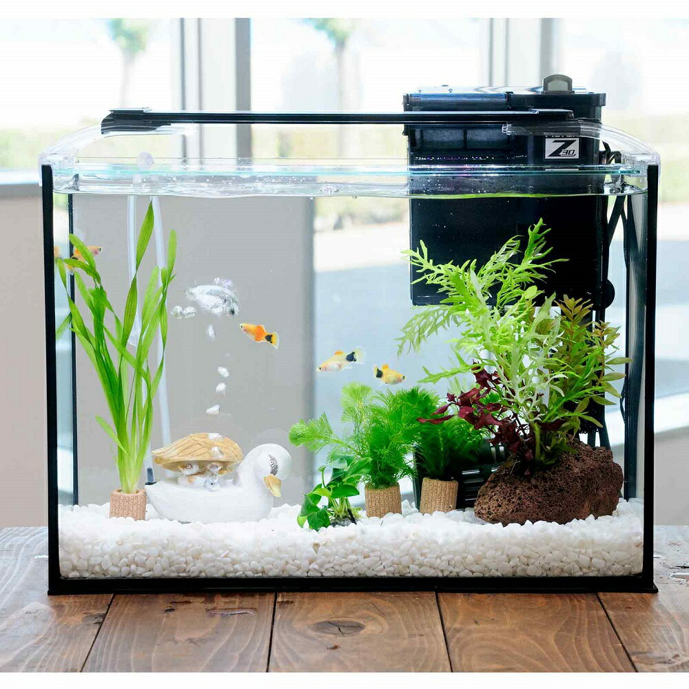 （熱帯魚）（水草）簡単イエローミッキーマウスプラティ飼育水草レイアウトセット　40cm水槽　カルガモ..