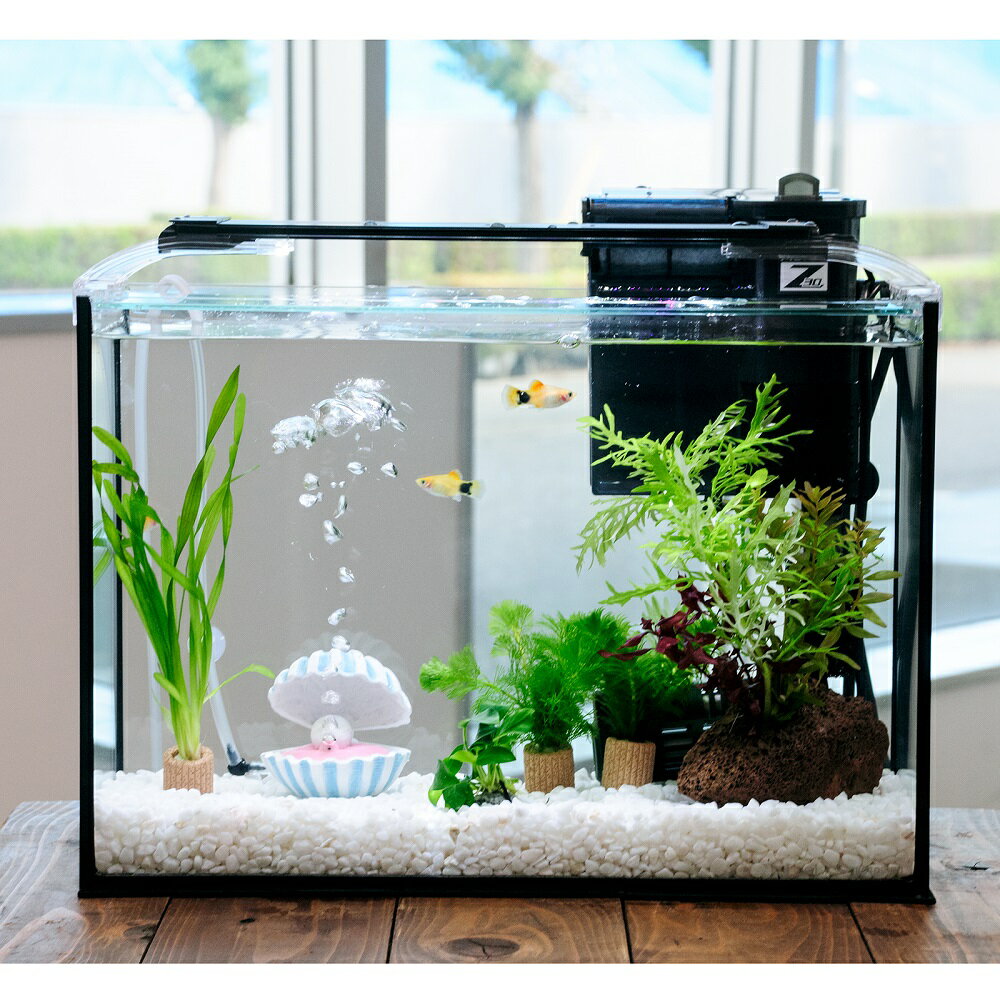 （熱帯魚）（水草）簡単イエローミッキーマウスプラティ飼育水草レイアウトセット　40cm水槽　真珠貝ve..