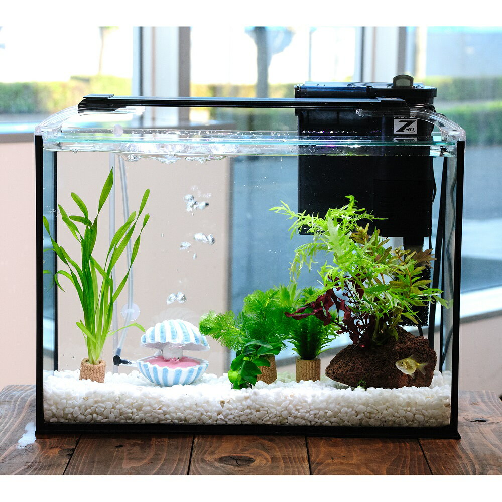 （国産金魚）（水草）簡単ピンポンパール飼育水草レイアウトセット　40cm水槽　真珠貝ver．　本州四国..