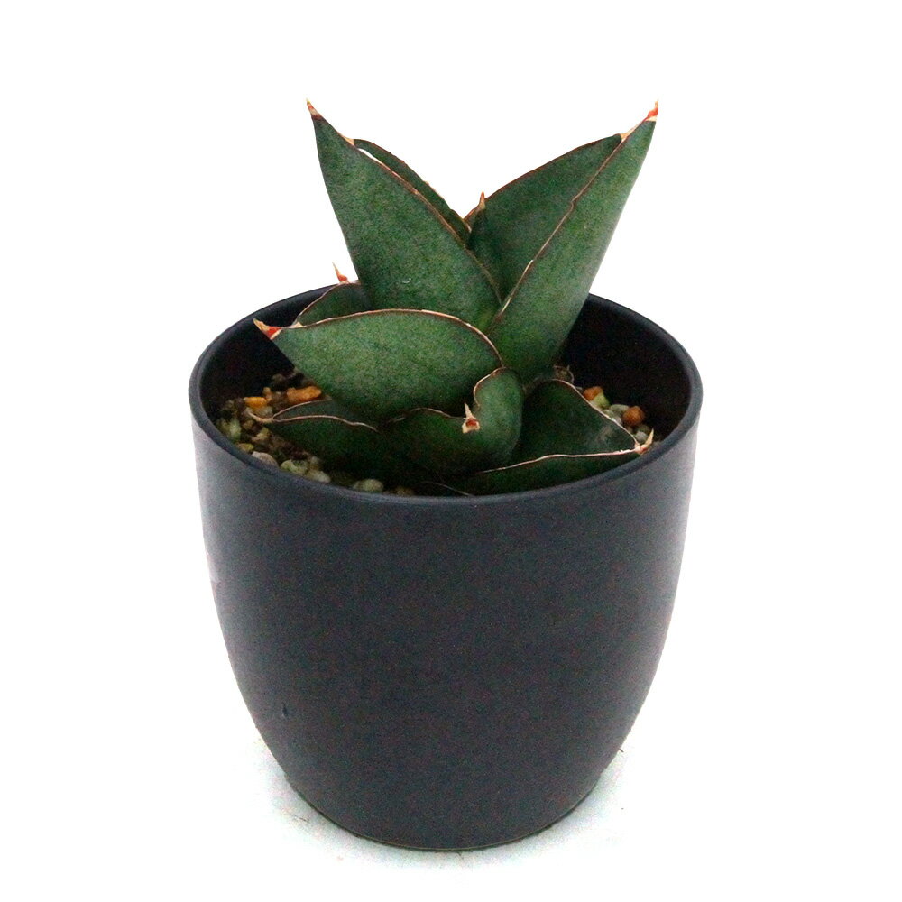 （観葉植物）一点物 サンスベリア オペラハウス 4号（1鉢）