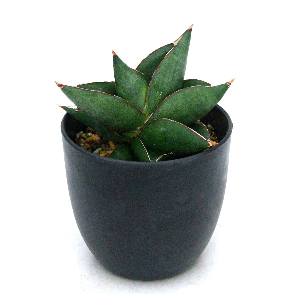 （観葉植物）一点物 サンスベリア オペラハウス 4号（1鉢）