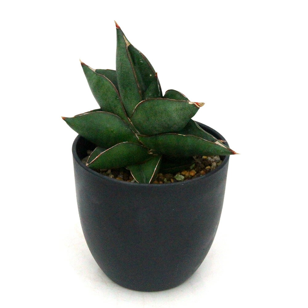 （観葉植物）一点物 サンスベリア オペラハウス 4号（1鉢）