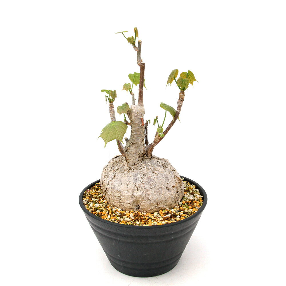 （多肉植物）一点物 フィルミアナ コロラータ 7号 平鉢（1鉢）コーデックス