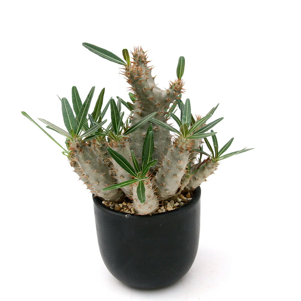 （多肉植物）一点物 パキポディウム グラキリス 実生 4号（1鉢）秋～春落葉 コーデックス