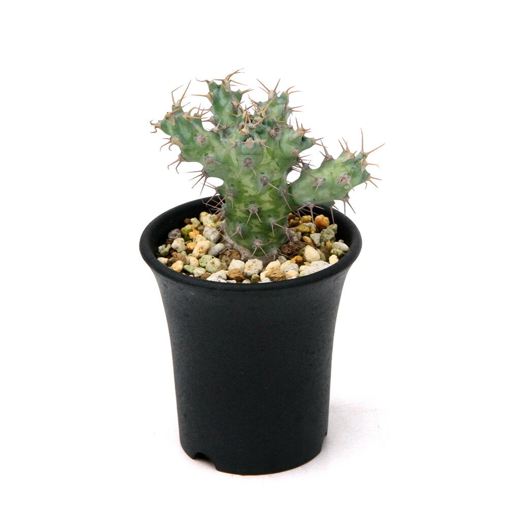 （多肉植物）一点物 ユーフォルビア ポンデローサ 2．5号（1鉢）