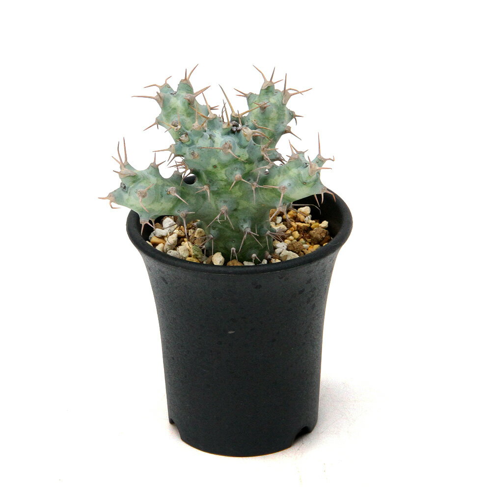 （多肉植物）一点物 ユーフォルビア ポンデローサ 2．5号（1鉢）