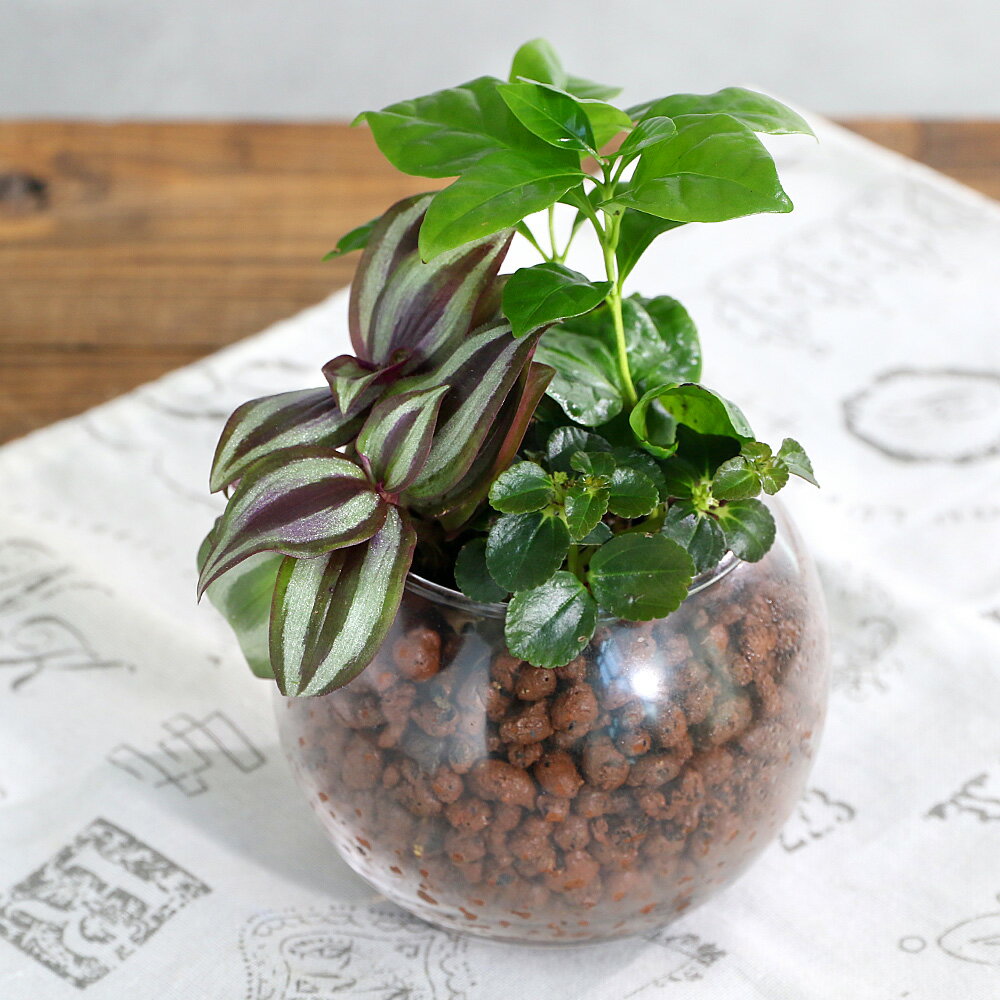 （観葉植物）ハイドロカルチャー ミニ観葉3種の寄せ植え バブルボールSS（1個） レカトン 鉢植え おしゃれ 室内 プレゼント