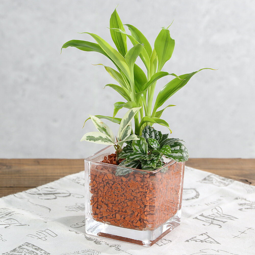 （観葉植物）ハイドロカルチャー ミニ観葉3種の寄せ植え ブロックグラス（1個） セラミス 鉢植え おしゃれ 室内 プレゼント