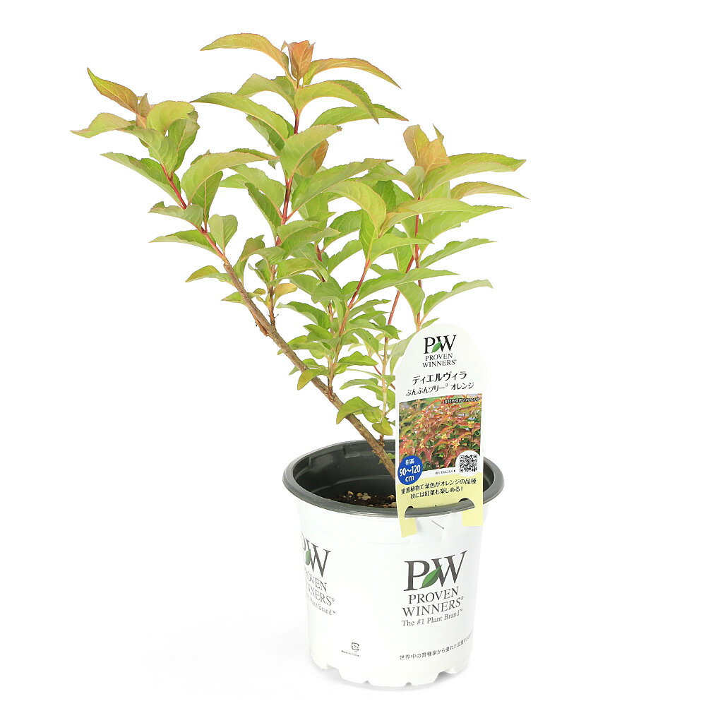 （観葉植物）ディエルヴィラ ぶんぶんツリー オレンジ 5号（1鉢）