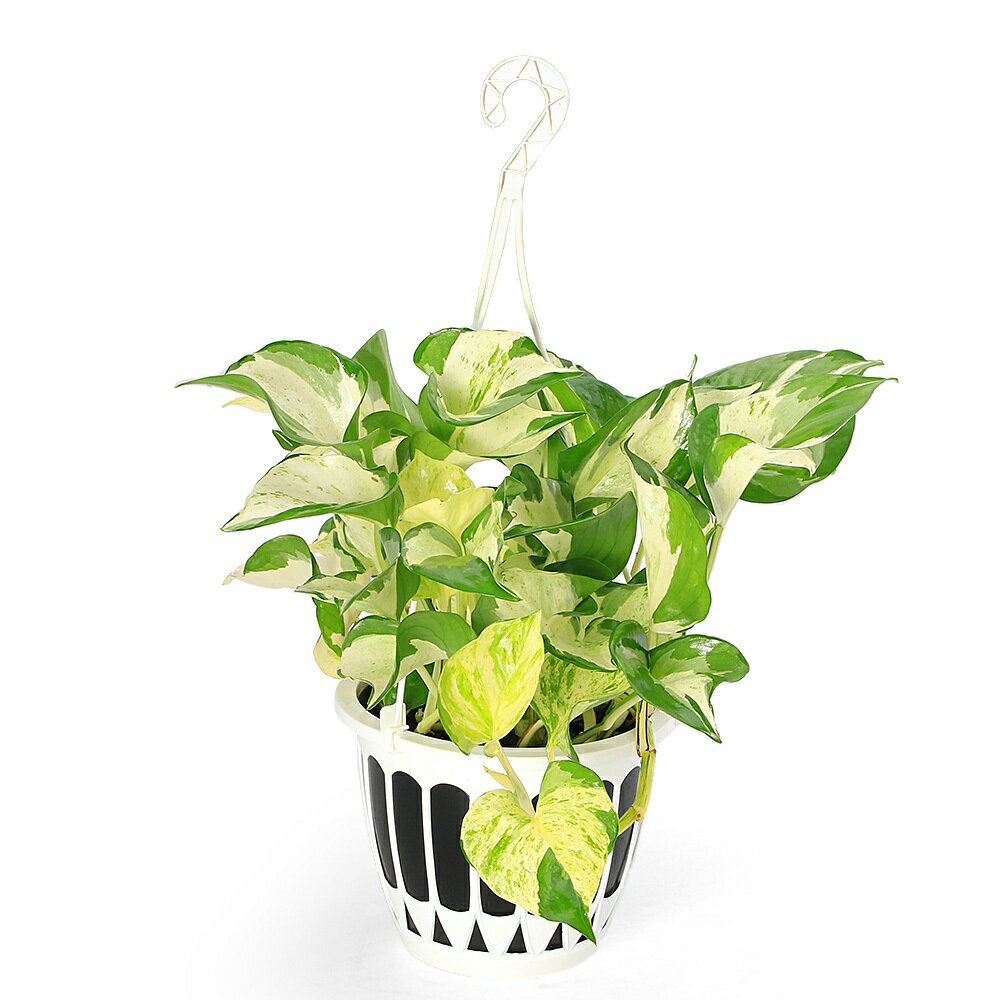 ポトスステータス5号吊り鉢