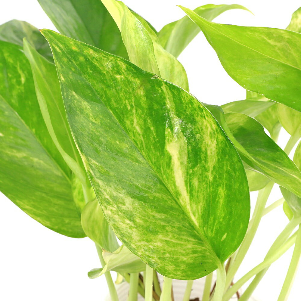 ポトステルノクリスタルグリーン3号PVP