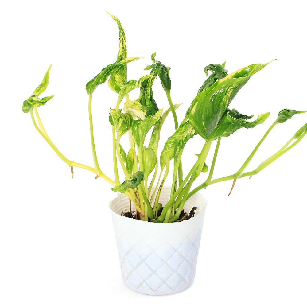 （観葉植物）ポトス テルノサンシャイン 3号（1ポット）PVP