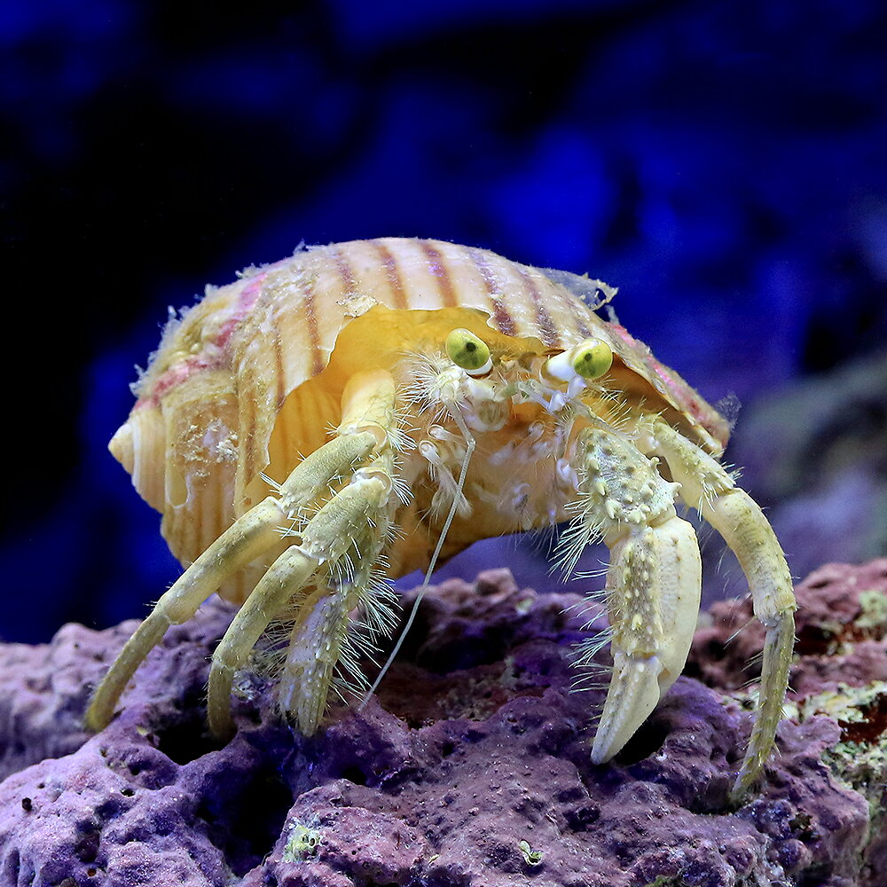 （海水魚）ヤドカリ　カブトヤドカリ　イソギンチャク付き（1匹）