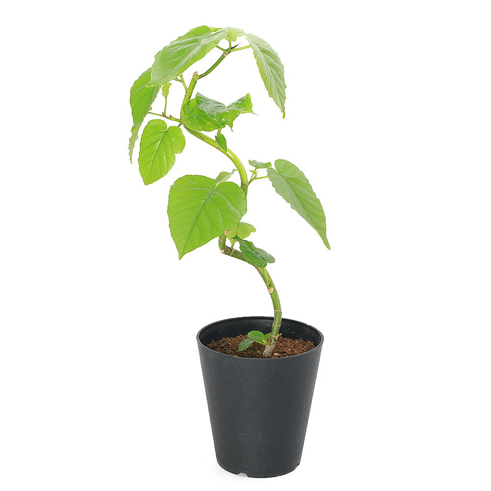 フィカスウンベラータ曲がり樹形5号