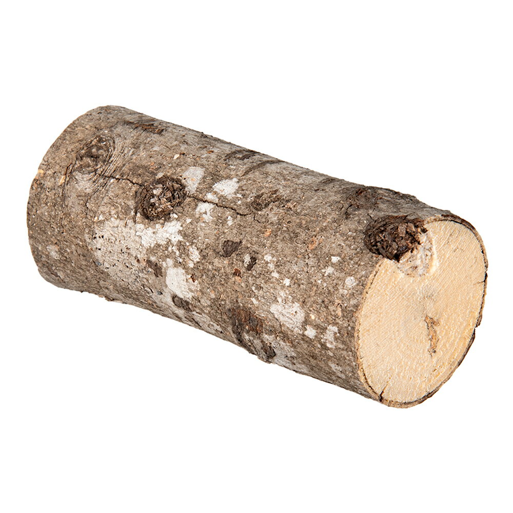 カエデ産卵木 S 細目 良材 関東当日便