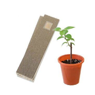 (観葉植物)みっちゃんホンポ またたびの苗 & 爪とぎ カリカリくん2枚のお買い得セット(粗目タイプ) 家庭菜園 お一人様12点限り