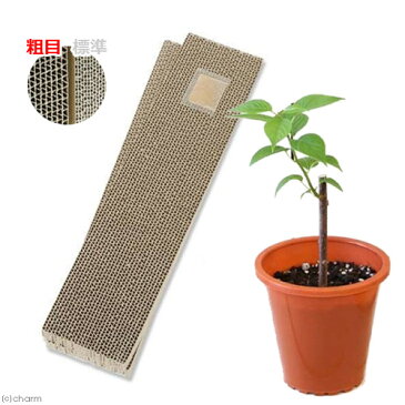 (観葉植物)みっちゃんホンポ またたびの苗 & 爪とぎ カリカリくん2枚のお買い得セット(粗目タイプ) 家庭菜園 お一人様12点限り