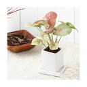 (観葉植物)おまかせ観葉植物 陶器鉢植え ニューダイスS WH( 3鉢セット) 受け皿付き 鉢植え おしゃれ 室内 プレゼント