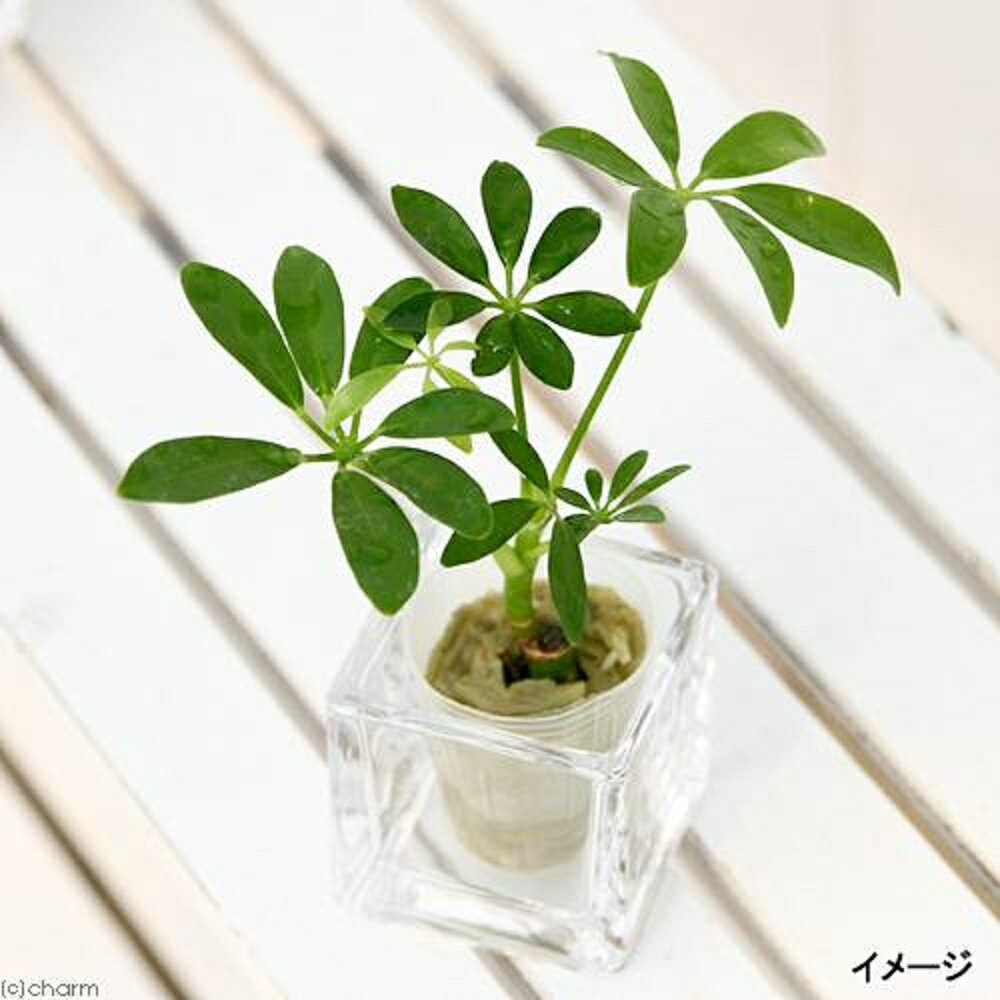 カポック （観葉植物）ミニ観葉　オアシス苗　シェフレラ　コンパクタ（1苗）【HLS_DU】