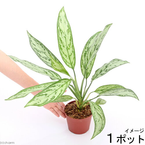 （観葉植物）アグラオネマ　シルバークイーン　4号（1鉢）【H