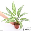 （観葉植物）アグラオネマ シルバークイーン 4号（1鉢）【HLS_DU】