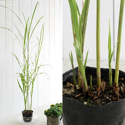 ススキ 植物図鑑 ススキ 植物図鑑