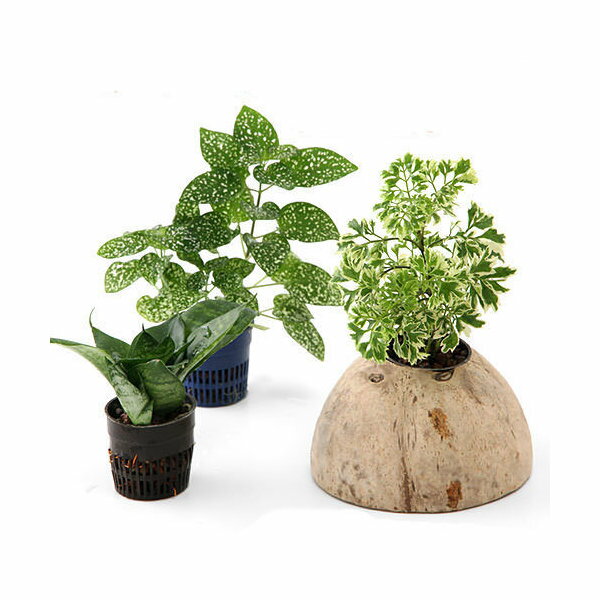 ココナッツシェルター 観葉植物付き 入り口無しタイプ（1セット）