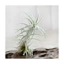(観葉植物)エアープランツ チランジア ステリフェラ(1株)